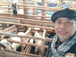 Jelang Idul Adha, Kandang Sonny Berkah Farm Berikan Edukasi Adanya Penyakit PMK Hewan Qurban